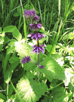 Salbei-Quirl, Salvia verticillata 13.6.13 Eichkogel