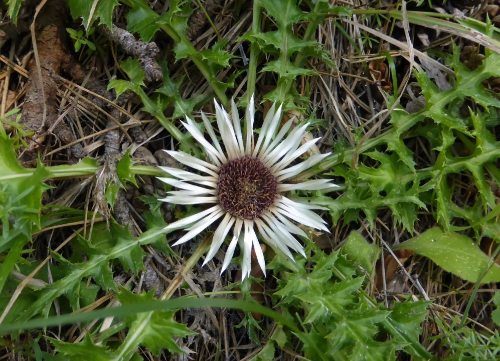 Silberdistel