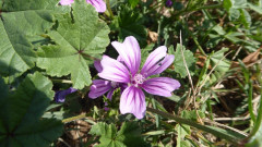Herbstblumen