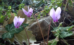 Herbstblumen