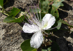 Herbstblumen