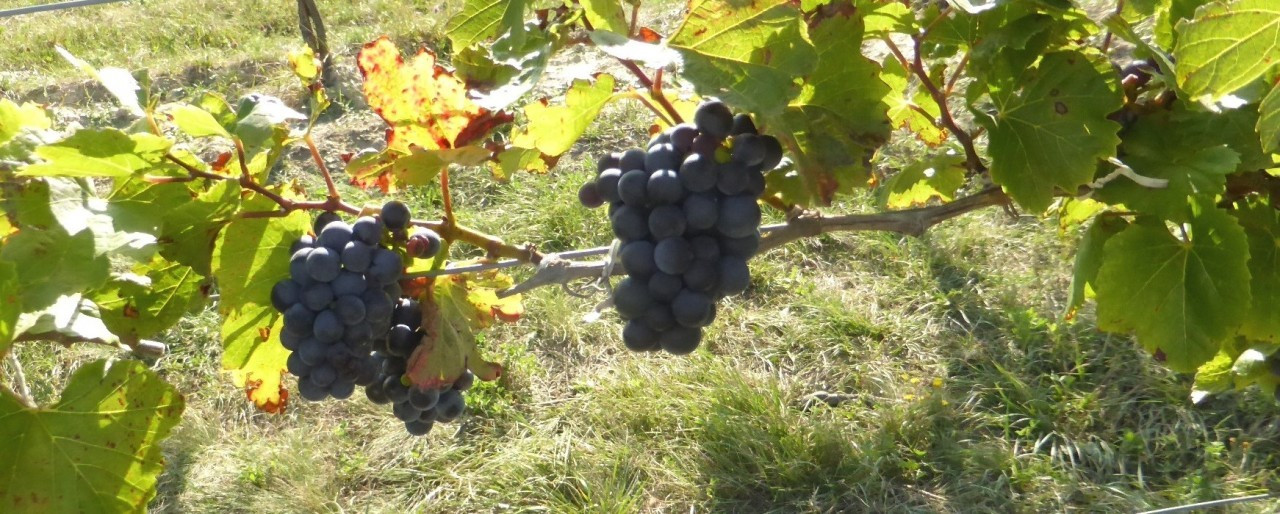 Wein