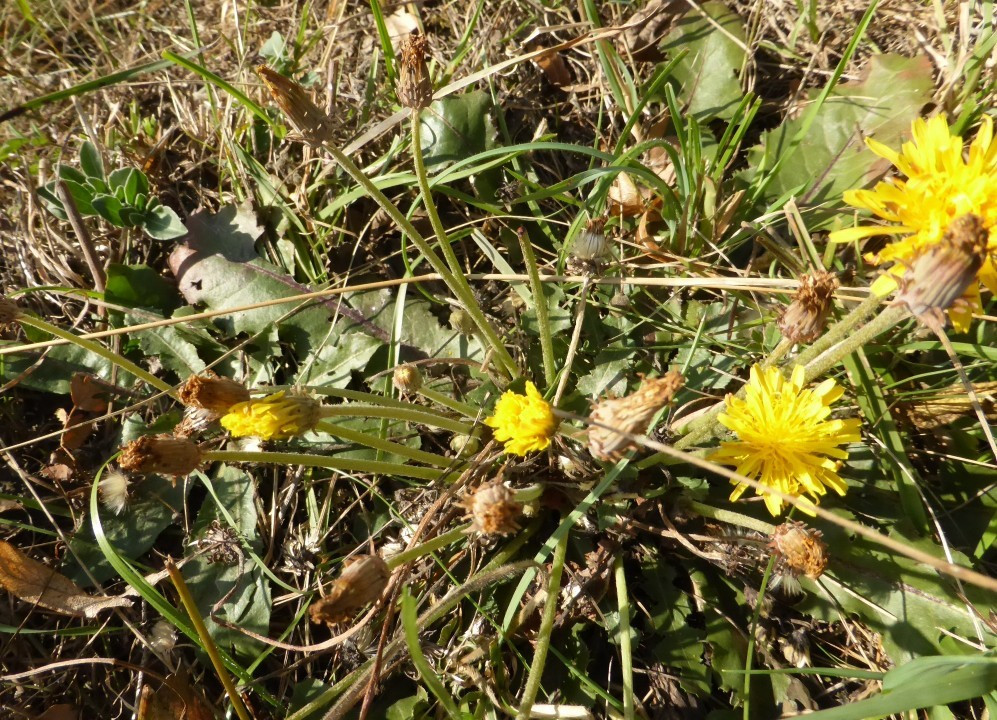 Löwenzahn (1)