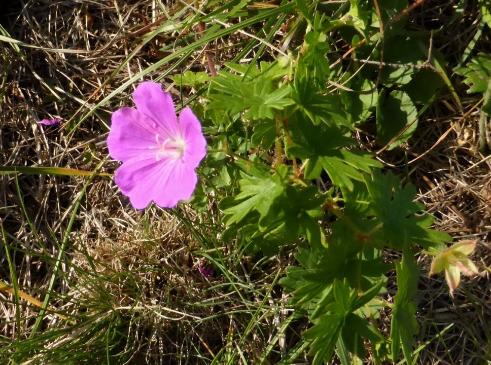 Blutrot-Storchschnabel (3)