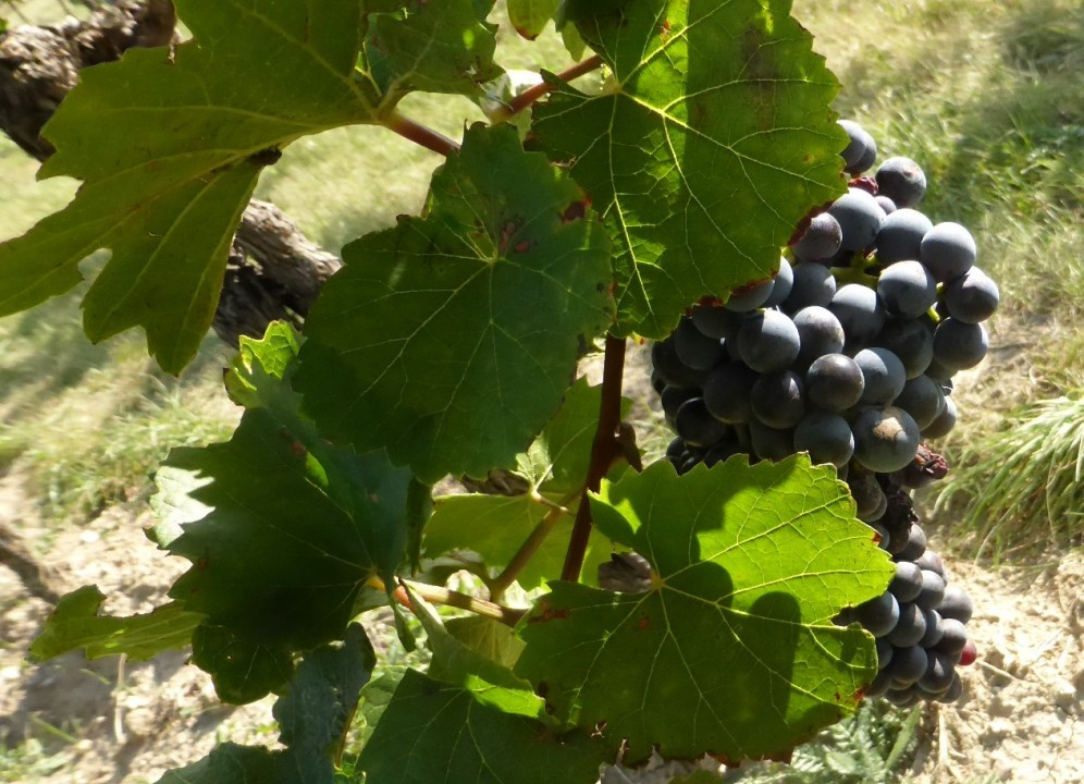 Wein (2)