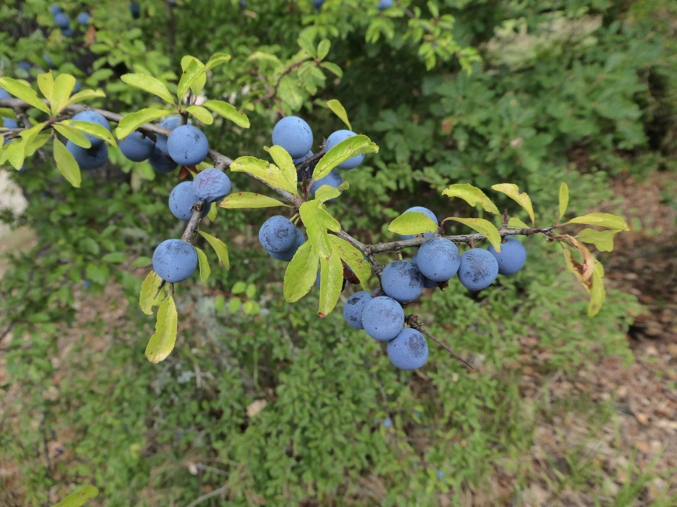 ?random=786950152&maxWidth=0&embedded=0#imageAnker_41451