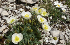 Alpenmohn (2)