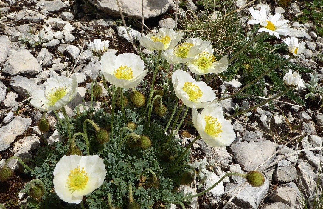Alpenmohn (2)