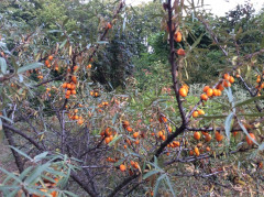 Herbst in meinem Garten