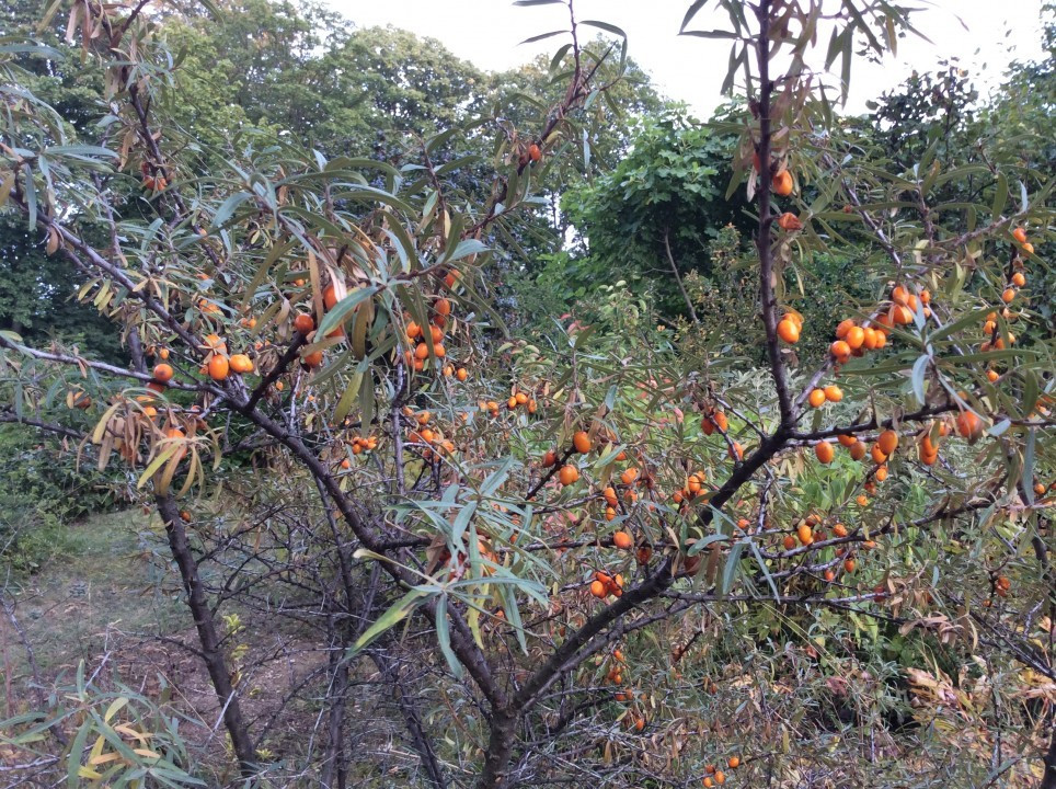 Herbst in meinem Garten