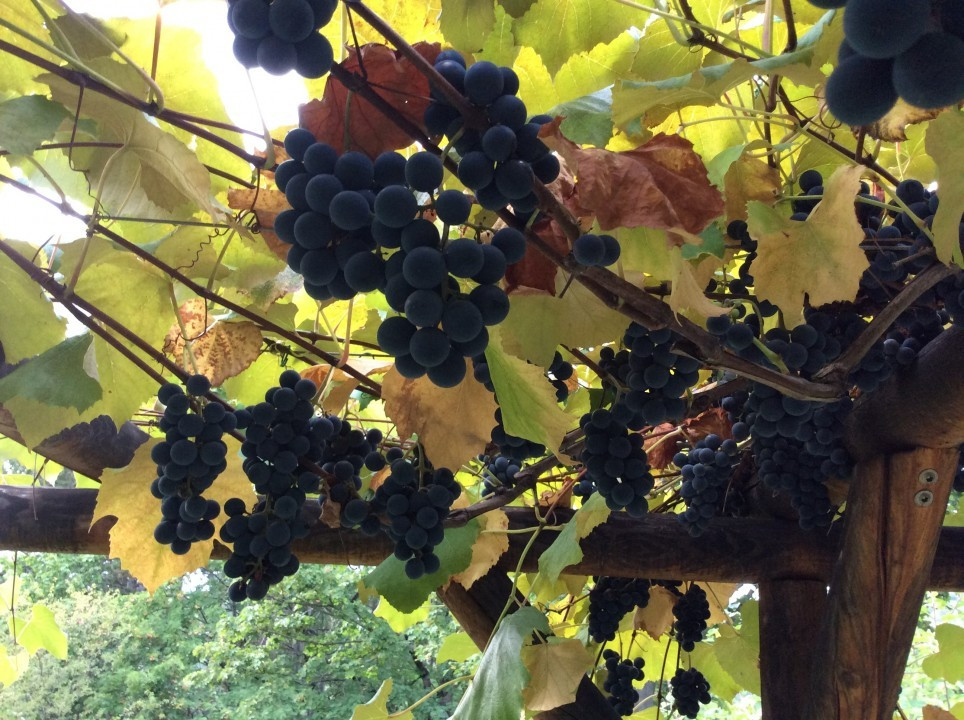 Herbst in meinem Garten
