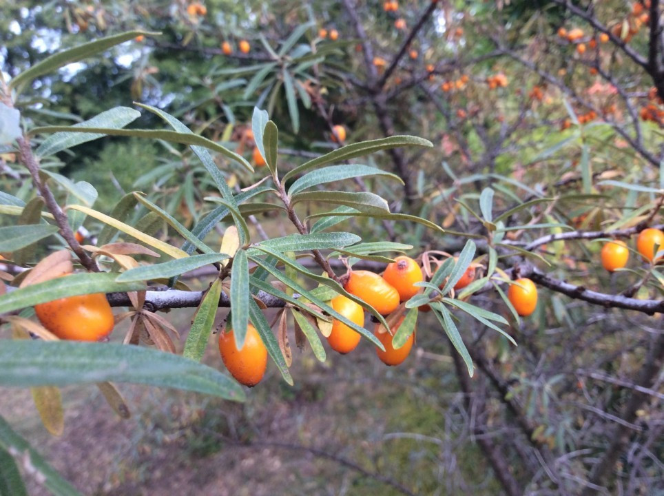 Herbst in meinem Garten