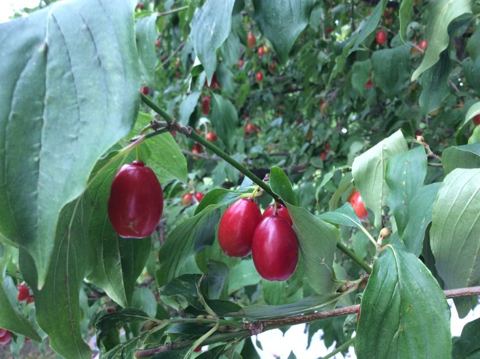 Herbst in meinem Garten