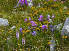Gran Sasso Almwiesen  (2)