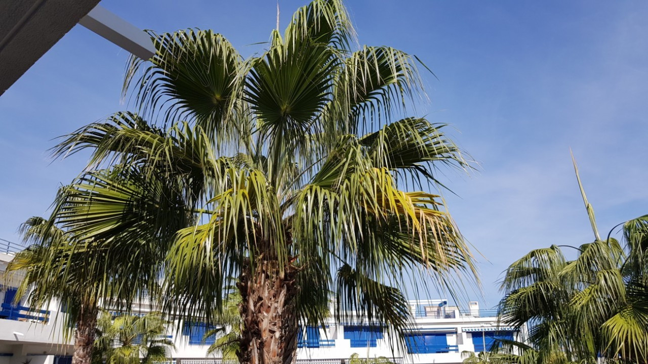 Palme