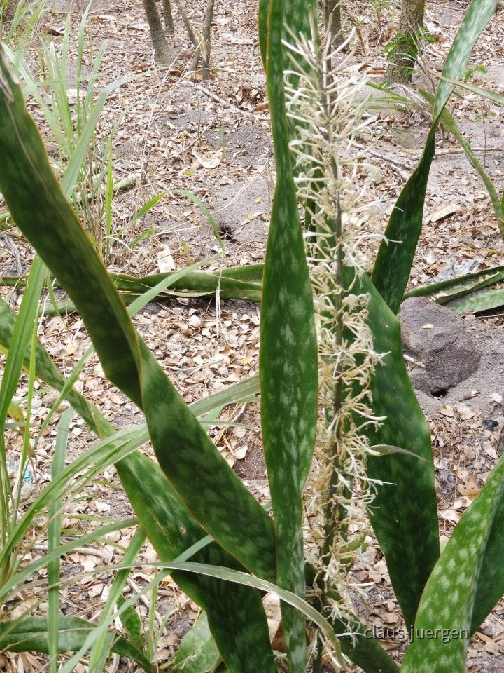 ?random=610428821&maxWidth=0&embedded=0&thumbnail=large