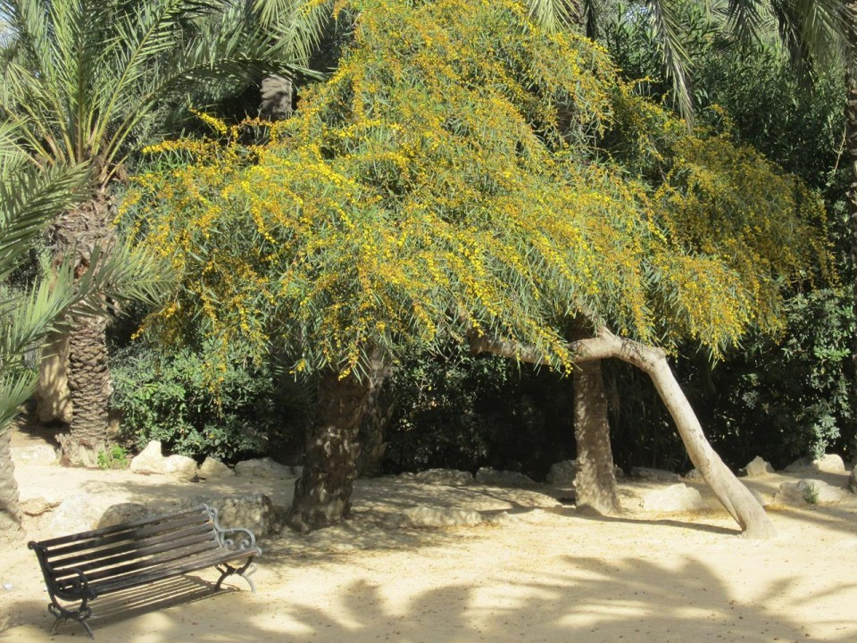 Alicante_ El Palmeral_09
