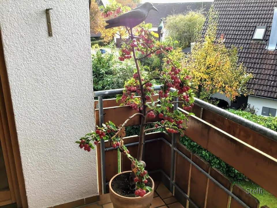 Zierapfelbaum Herbst 2020