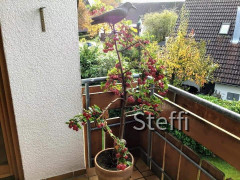 Zierapfelbaum Herbst 2020
