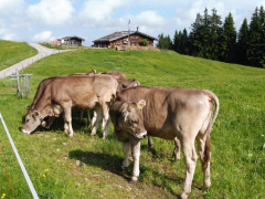 Gschwender Horn im Oberallgäu