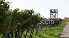 Neuer Traubenwachturm Winzerverein Hagnau