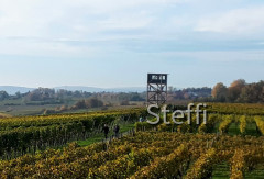 Neuer Traubenwachturm Winzerverein Hagnau