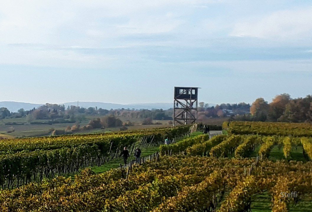 Neuer Traubenwachturm Winzerverein Hagnau