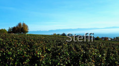 Blick östlich Richtung Schweizer Berge 