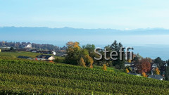Blick Hagnau über die Weinreben auf den See