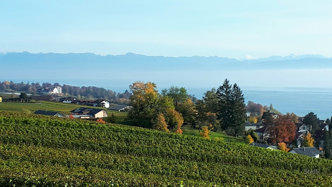 Blick Hagnau über die Weinreben auf den See