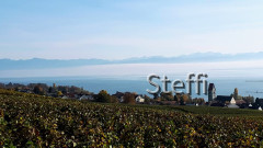 Blick Hagnau über die Weinreben auf den See