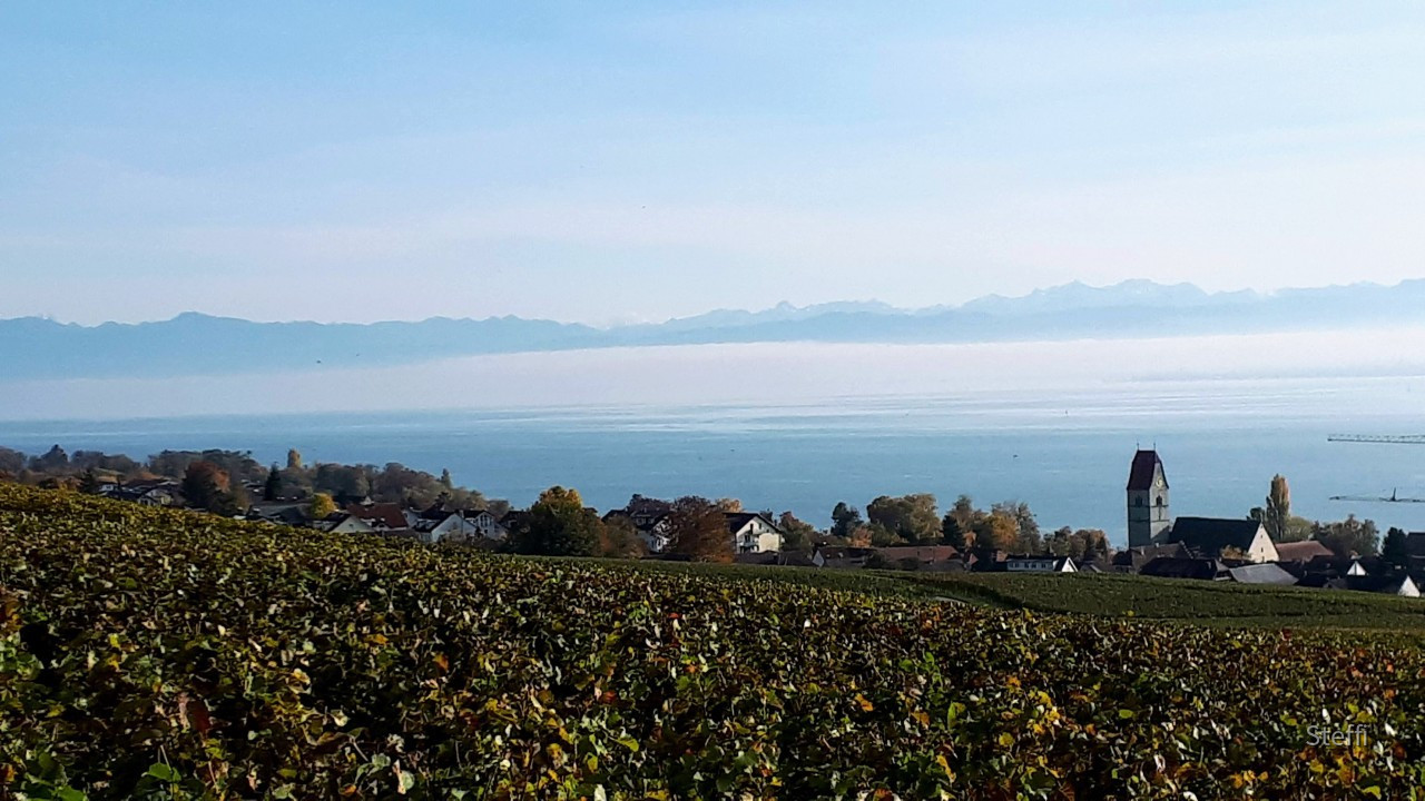 Blick Hagnau über die Weinreben auf den See