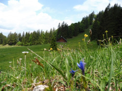Gschwender Horn im Oberallgäu