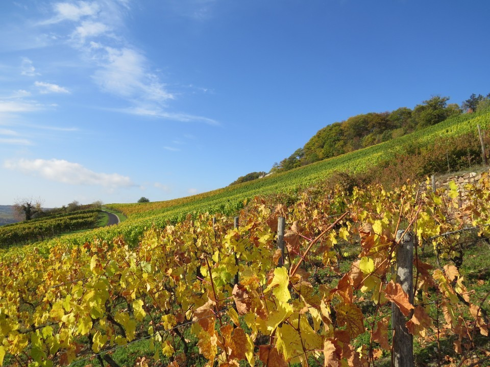 Weinberg bei Rüdesheim