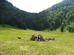 Gschwender Horn im Oberallgäu