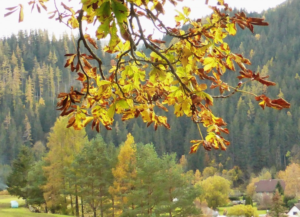 Neuberg an der Mürz (2)