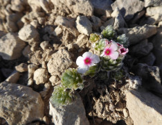 AlpenMannsschild (3)