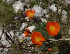 Alpenmohn