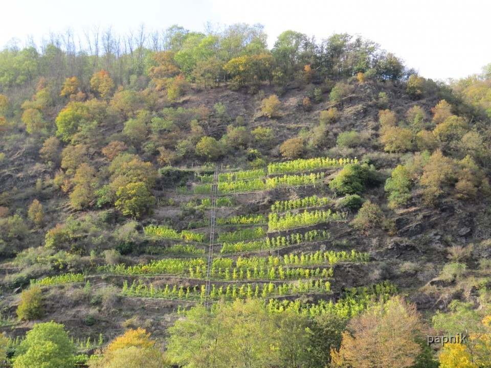 Weinberg Mosel