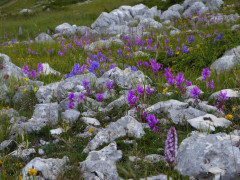 Gran Sasso Almwiesen  (1)
