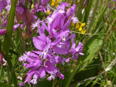 Kreuzblume
