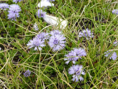 Kugelblume