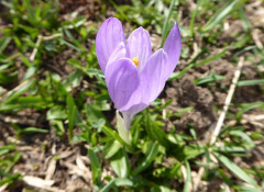Krokus