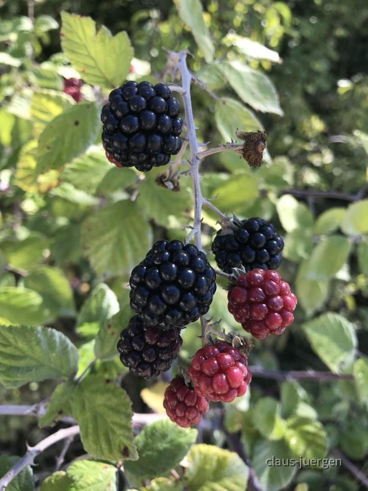 ?random=1963641120&maxWidth=0&embedded=0&thumbnail=large