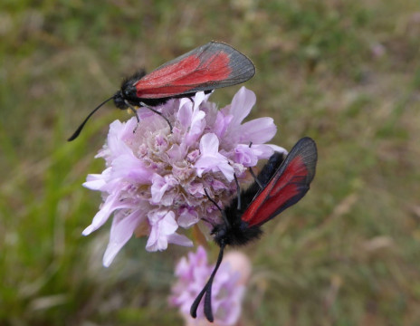 Insekten auf Grasnelke