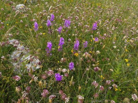 Kreuzblumen und Klee