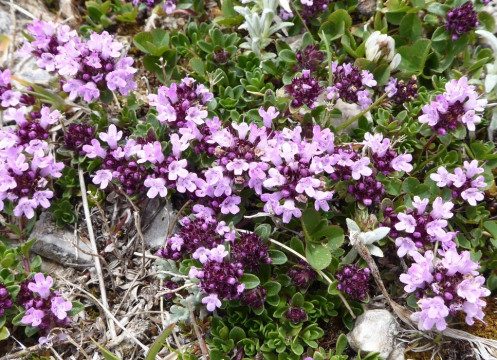 Thymian