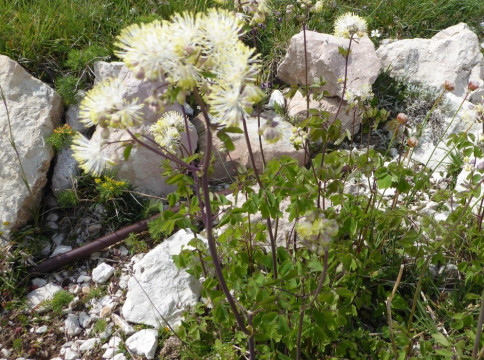 Wiesenraute