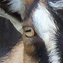 ?random=1648248101&maxWidth=0&embedded=0#imageAnker_43286