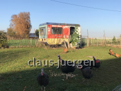 Camping Truthahn